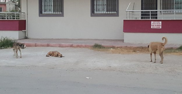 Sokak köpeklerinden geçit yok