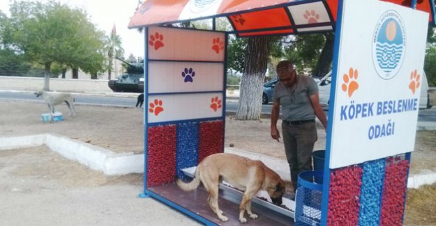 SİLİFKE’DE KÖPEK BESLEME ODAKLARI KURULDU