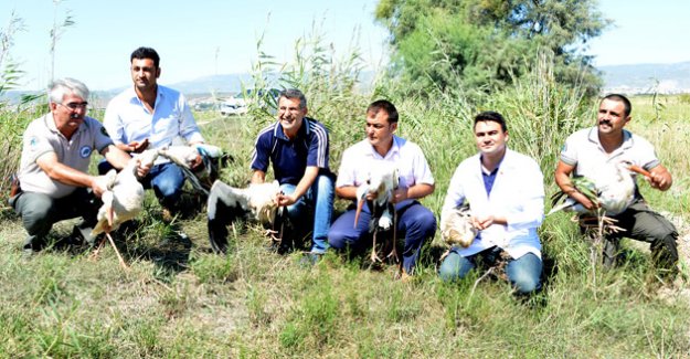 Tedavisi Tamamlanan 13 Leylek Doğaya Salındı