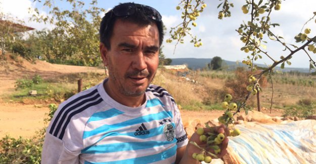 Dağ meyvesi Alıç şifa ve geçim kaynağı