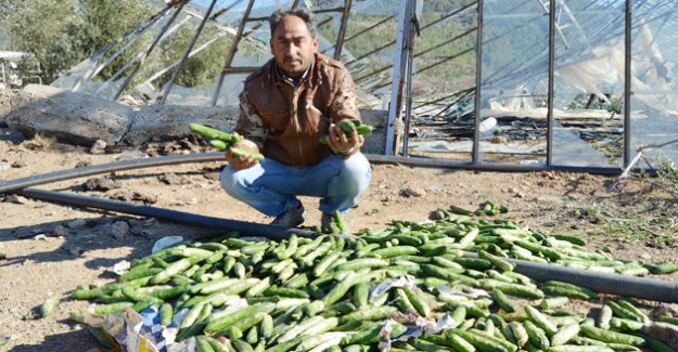 Silifkeli Çiftçinin zararı 10 milyon