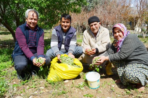 Baden çağlası lezzeti ve fiyatı ile eriğe rakip çıktı