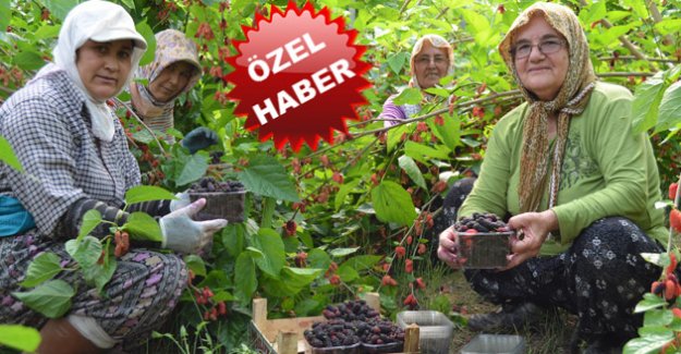 KARADUT ÜRETİCİSİ MEMNUN