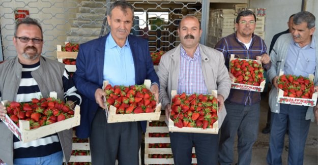 ÇİLEKTE REKOLTE 20 BİN TON DÜŞTÜ