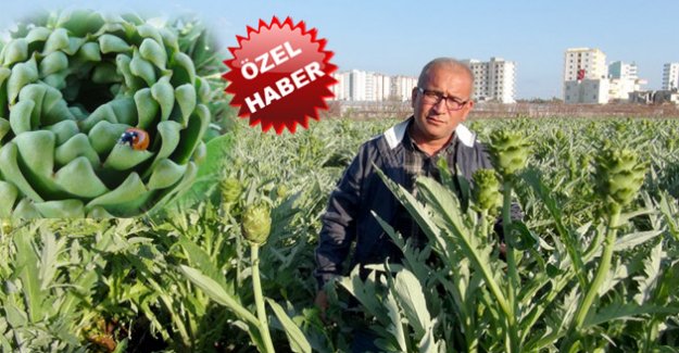 ENGİNAR  ÜRETİCİSİ VERİMİNDEN DE FİYATINDAN DA MEMNUN