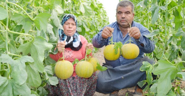 Örtü Altı Kavun, Üreticisini Sevindirdi