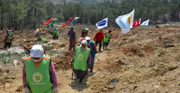 Silifke'deki Maden Sahasına Bin 600 Fidan Dikildi
