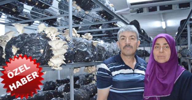 İstiridye mantarı yetiştirdi fakat pazar bulamadı