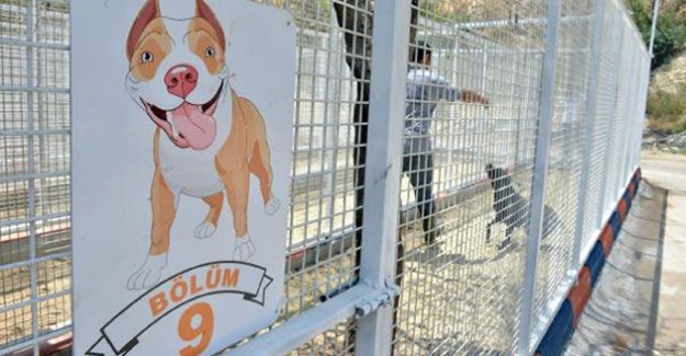 Saldırgan Köpekler İçin Özel Padok