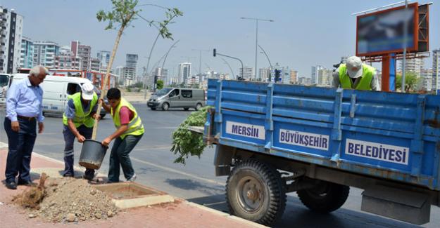 Kesilen Ağaçların Yerine Yenileri Dikildi