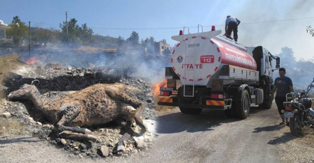 Silifke’de çıkan yangın zarara uğrattı