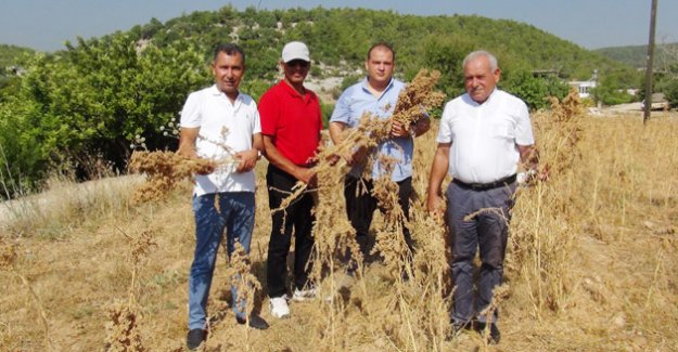 Silifke’de Kinoa bitkisi heyecan yarattı
