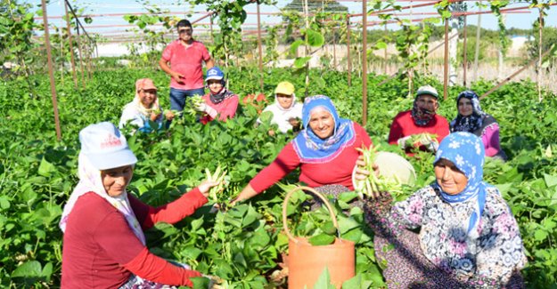 Yayla sebze ve meyveleri rağbet görüyor