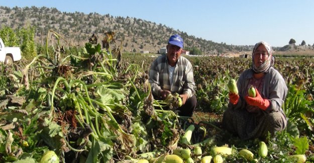 Mehricanın vurduğu sebzeler sökülüyor