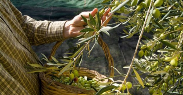 Silifke Zeytin Üretiminde de İddialı