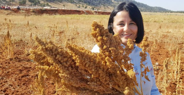 Silifke’de kinoa hasadı yapıldı