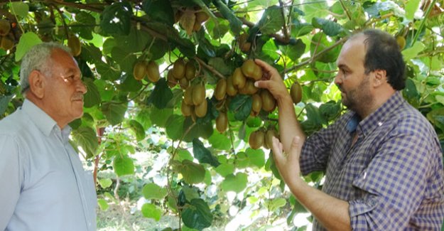 Silifke’de yılın ilk kivi hasadı yapıldı