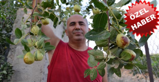 Son zamanların gözdesi meyvesi Hünnap