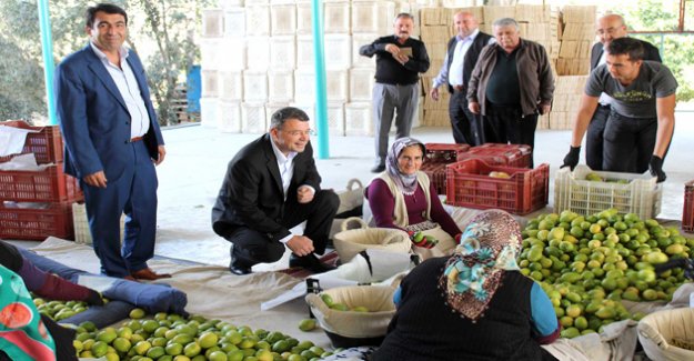 Başkan Turgut’tan narenciye işçilerine ziyaret