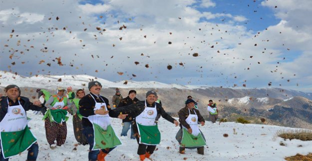 İlk Sedir Tohumları Toprakla Buluştu