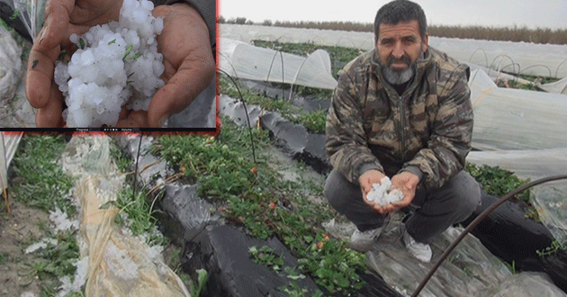 Silifke’de Dolu, Sera ve Bahçelere Zarar Verdi