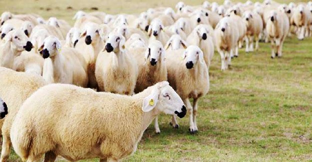 300 koyun desteği başvuruları başladı