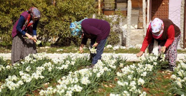 Büyükşehirle Hasatlar Bereket Kokuyor