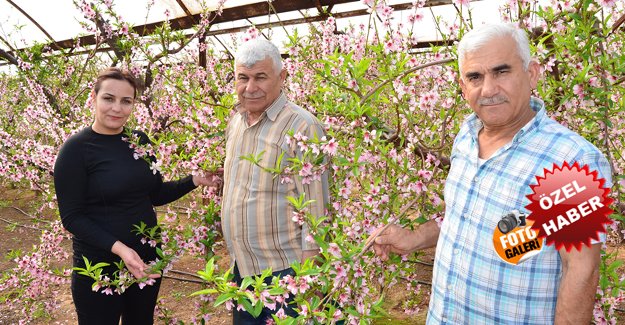 Nektarin hasadı için geri sayıma başladı
