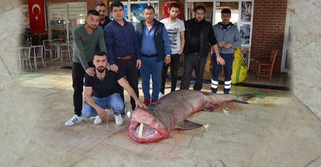 Silifke’de 400 kiloluk köpekbalığı yakalandı