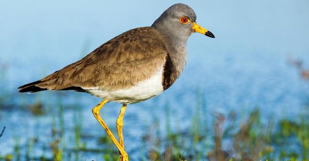 Türkiye'de yeni bir kuş türü tespit edildi