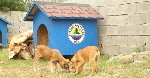 Erdemli Belediyesinden Sokak Hayvanlarına Barınak