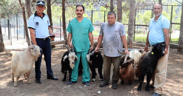 Kayıp Keçileri Zabıta Ekipleri Buldu