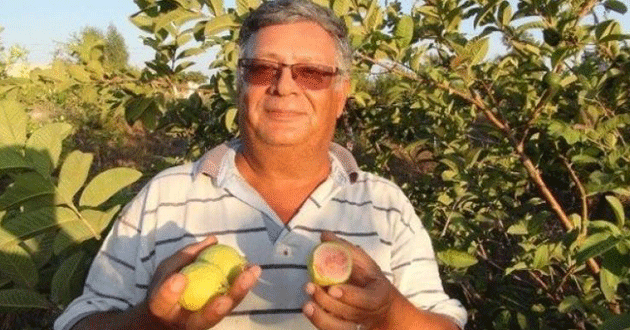 Türkiye'nin İlk Guava Üreticisi Silifke'den