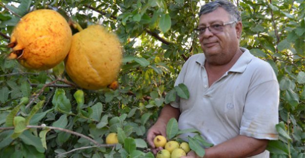 Silifke’den Irak’a guava ihracatı