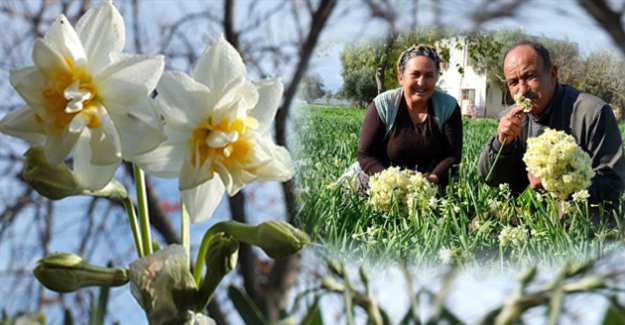 Türkiye soğukla boğuşurken Silifke’de nergisler çiçek açtı