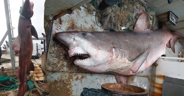 Taşucu açıklarında dev köpek balığı yakalandı