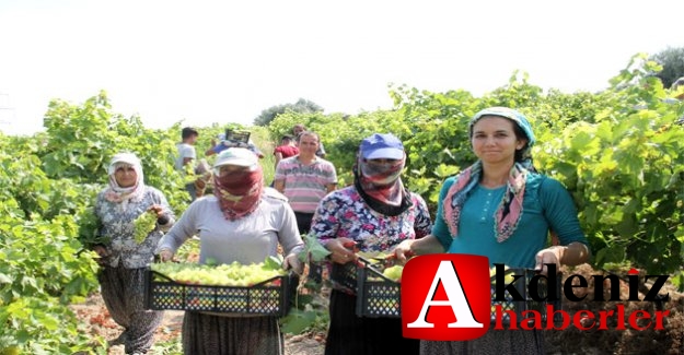 BÜYÜKŞEHİR ÜZÜM ÜRETİCİLERİNİN YANINDA