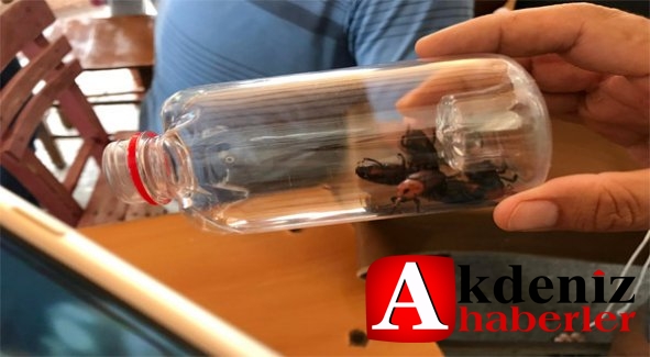 BÜYÜKŞEHİR’DEN VATANDAŞA KIRMIZI PALMİYE BÖCEĞİ İLE MÜCADELE REHBERİ