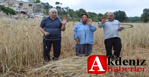 Silifkeli Çiftçiler, Sarp Arazideki Ekinlerini Orakla Biçiyor