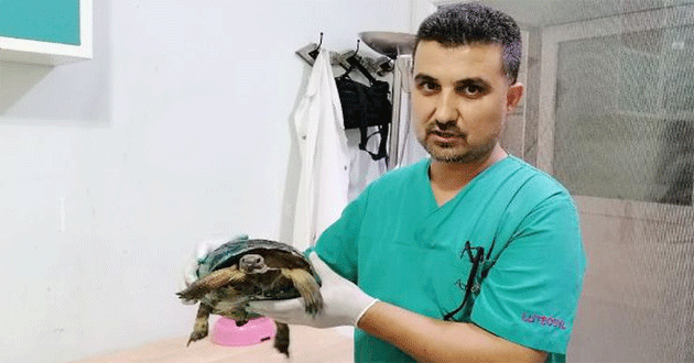Veteriner kapısına bırakılan yaralı kaplumbağa hayata tutundu