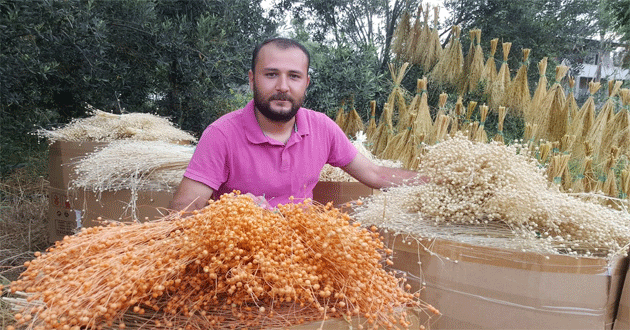 Bitkileri Çiçeğe Dönüştürüp İhracat Yapıyor