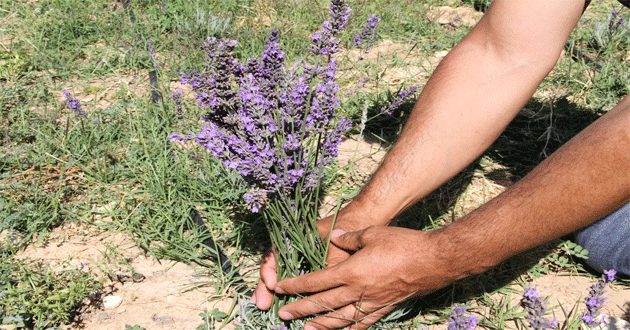 Lavanta Fidesinin Hasadı Başladı