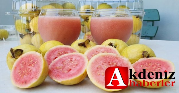 Silifke'de 'Guava' hasadı başladı