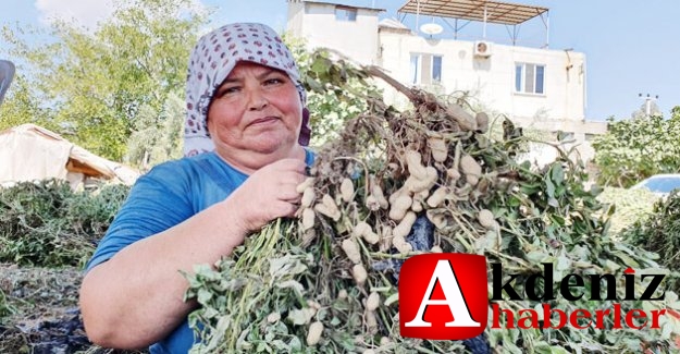 Silifke’de Yer Fıstığı kazandırıyor