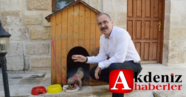 Kaymakam, ölmek üzereyken bulunan köpeği sahiplendi