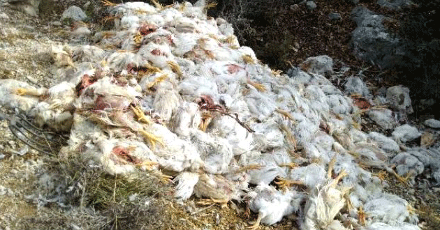 Binlerce tavuk ölüsü araziye bırakıldı! Vatandaşlar şaşkına döndü