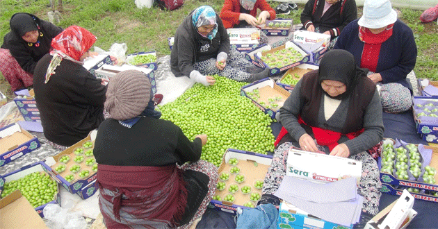 Silifke’de örtü altı erik hasadı başladı