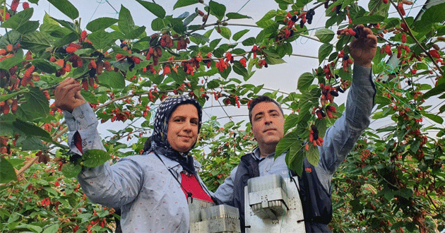 Yılın ilk karadutu Silifke'den