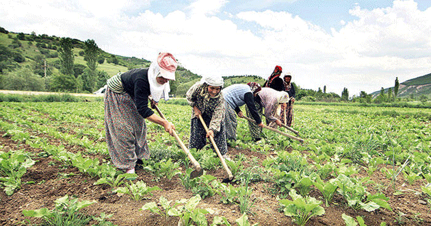 Çiftçiye sanal Pazar