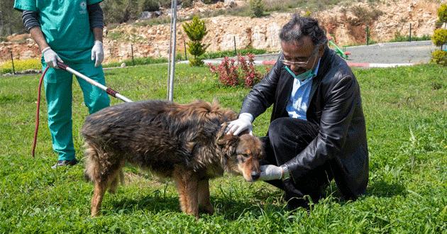 Seymen köpek 40 günlük zorlu tedavi ile kurtarıldı
